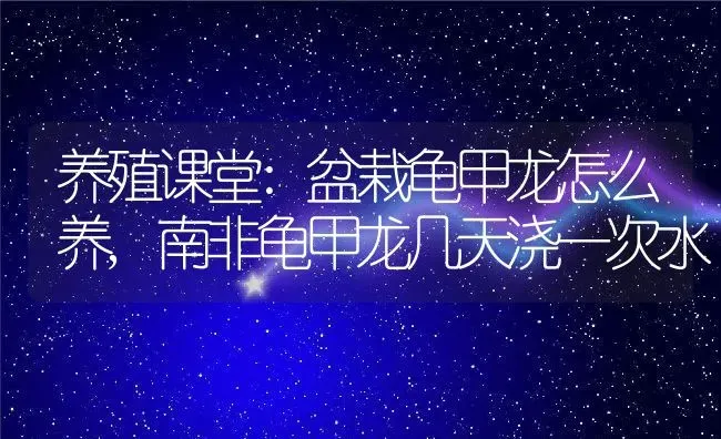 养殖课堂:盆栽龟甲龙怎么养,南非龟甲龙几天浇一次水 | 养殖常见问题