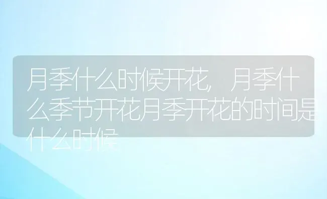 月季什么时候开花,月季什么季节开花月季开花的时间是什么时候 | 养殖常见问题