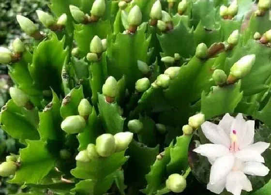 植物常识问题|蟹爪兰花谢后如何修剪