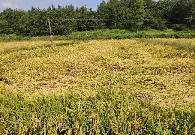 植物常识问题|防止水稻倒伏的主要措施（水稻倒伏是什么原因导致的）