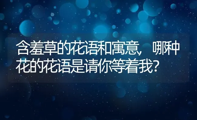 含羞草的花语和寓意,哪种花的花语是请你等着我？ | 养殖常见问题