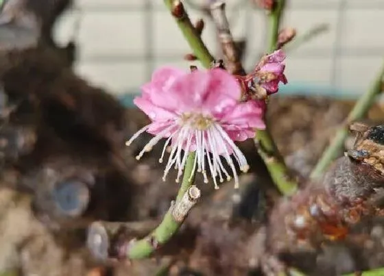 植物常识问题|梅花长什么样子