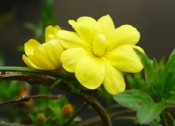 植物常识问题|迎春花什么颜色图片 花期时间和花期养护方法