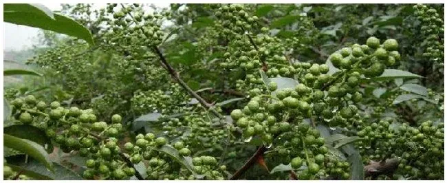 重庆花椒种植注意事项 | 农业答疑