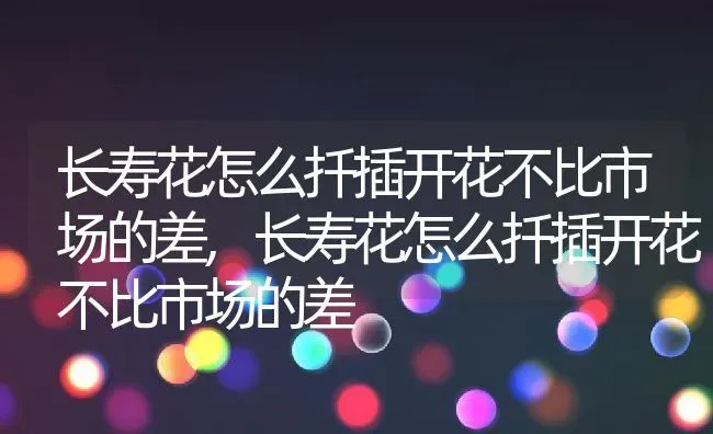 长寿花怎么扦插开花不比市场的差,长寿花怎么扦插开花不比市场的差 | 养殖常见问题