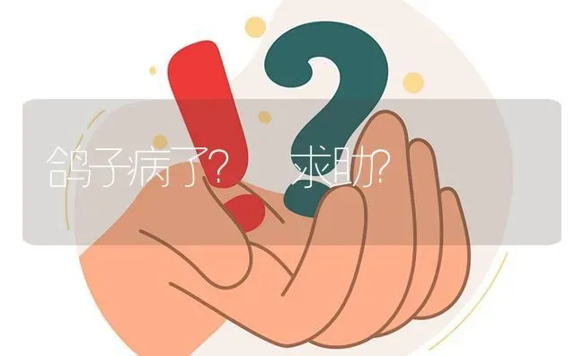 鸽子病了? 求助? | 养殖问题解答