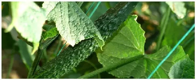 种植黄瓜要注意什么 | 农业问题