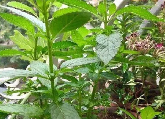 植物常识问题|胡椒薄荷和薄荷的区别