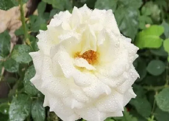 植物常识问题|月季花什么季节重剪（盆栽月季开花后要把花枝剪掉吗）