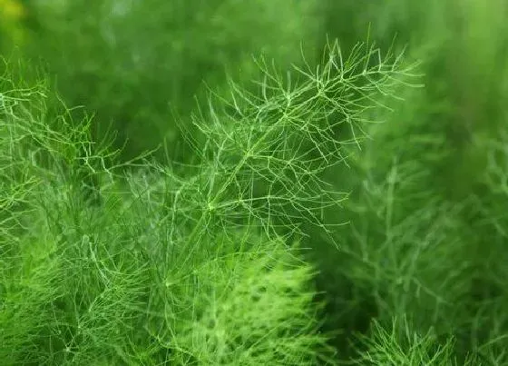 植物常识问题|小茴香和大茴香的区别