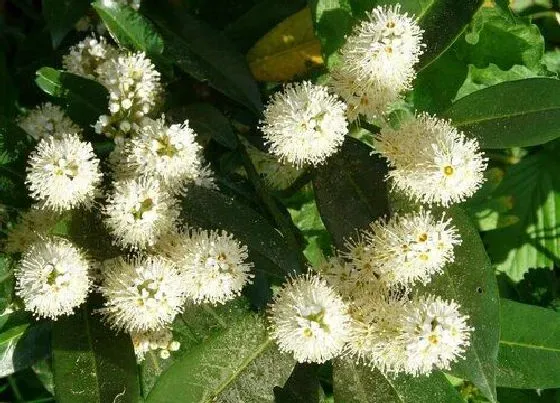 植物常识问题|秋季如何养护桂花会香气扑鼻