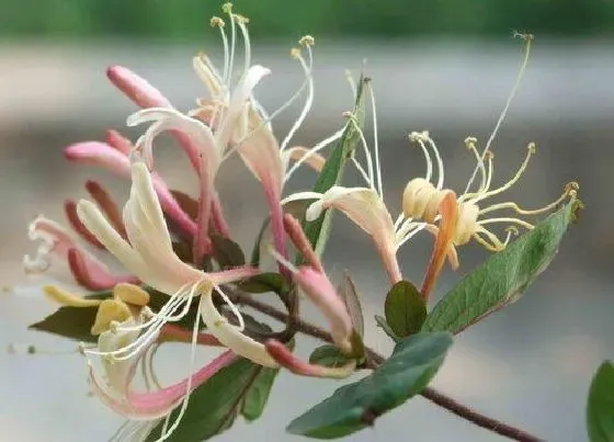 植物常识问题|南方适合种植什么药材好