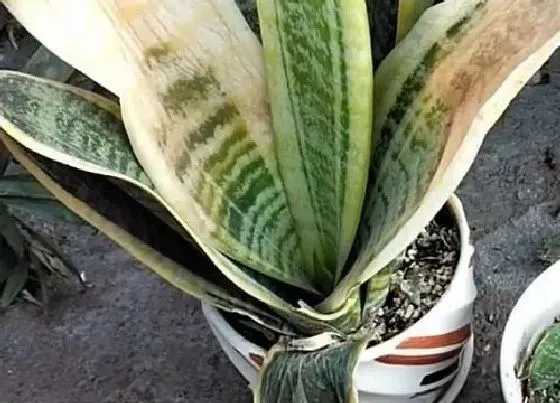 植物常识问题|夏天养虎皮兰怎么浇水最安全