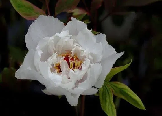 植物常识问题|茶花如何配土更容易养好