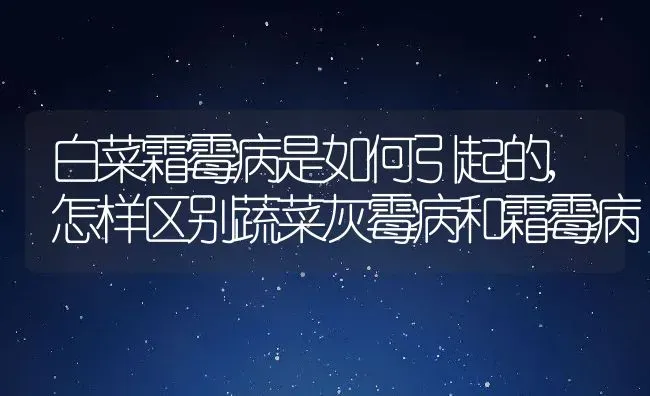 白菜霜霉病是如何引起的,怎样区别蔬菜灰霉病和霜霉病 | 养殖常见问题