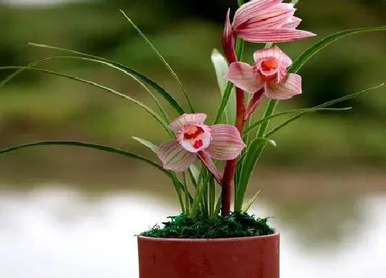 植物常识问题|兰花怎么养护年年开花