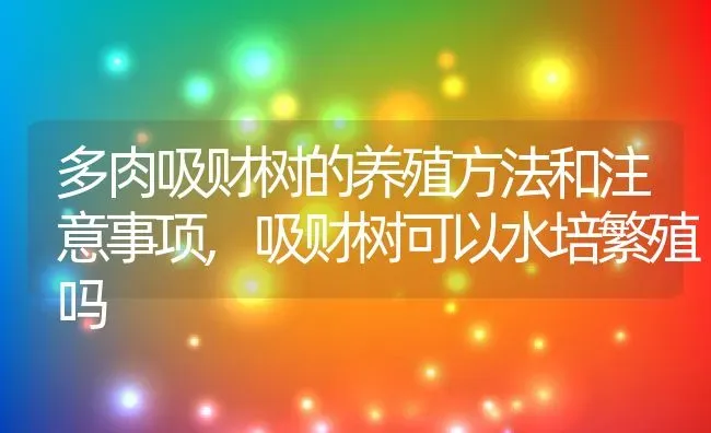 多肉吸财树的养殖方法和注意事项,吸财树可以水培繁殖吗 | 养殖常见问题