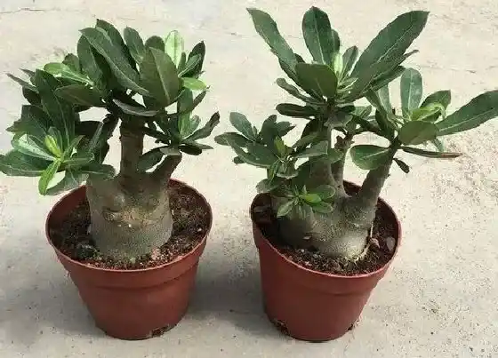 植物常识问题|沙漠玫瑰如何上盆开花不断