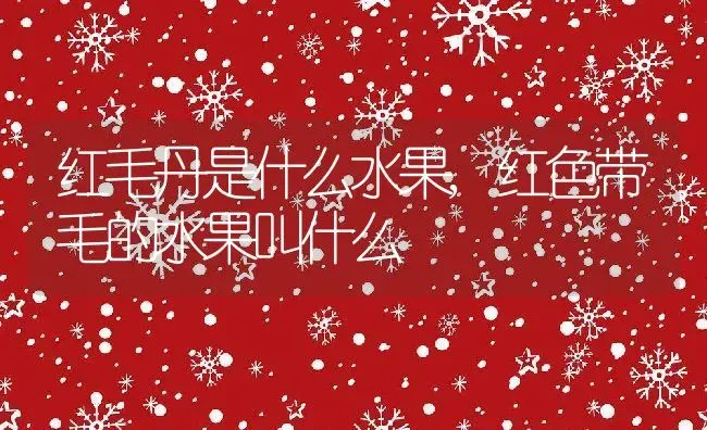金枝玉叶多肉怎么养殖方法,金枝玉叶多肉怎么养殖方法 | 养殖常见问题