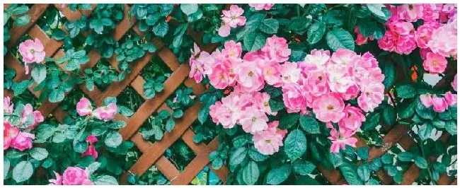 蔷薇室内种植注意事项 | 生活常识