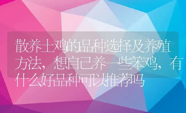 散养土鸡的品种选择及养殖方法,想自己养一些笨鸡，有什么好品种可以推荐吗 | 养殖常见问题