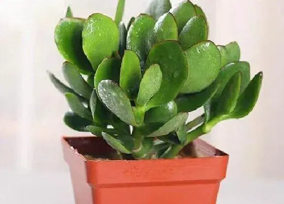 植物常识问题|夏季玉树的养殖方法和注意事项