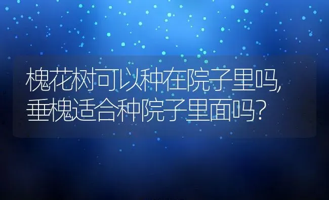 槐花树可以种在院子里吗,垂槐适合种院子里面吗？ | 养殖常见问题