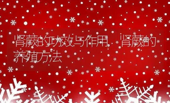 肾蕨的功效与作用,肾蕨的养殖方法 | 养殖常见问题