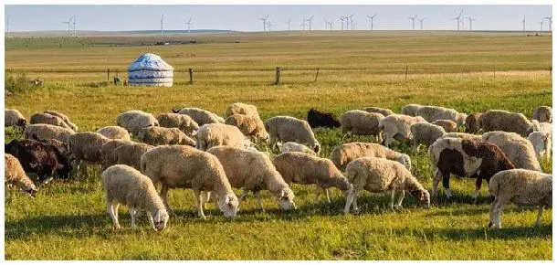 圈养200只羊种多少亩玉米秸 | 三农问答