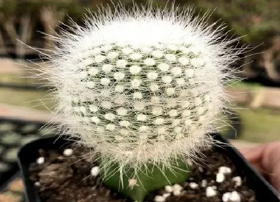 植物常识问题|用什么浇灌仙人球很快开花