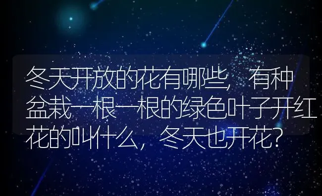 冬天开放的花有哪些,有种盆栽一根一根的绿色叶子开红花的叫什么，冬天也开花？ | 养殖常见问题