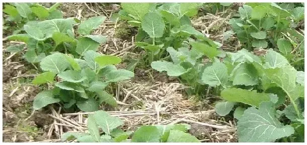 油菜什么时候施肥合适 | 科普知识