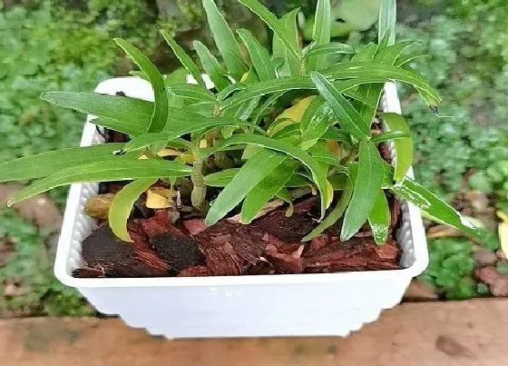 植物常识问题|家中如何种植盆栽铁皮石斛