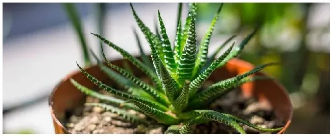 芦荟是什么科的植物 | 科普知识