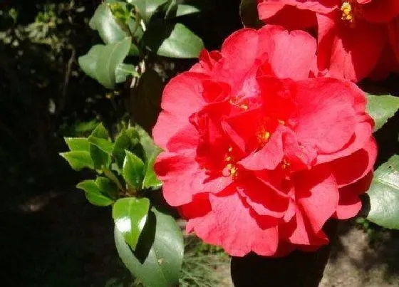 植物常识问题|茶花叶子老化是什么原因引起的
