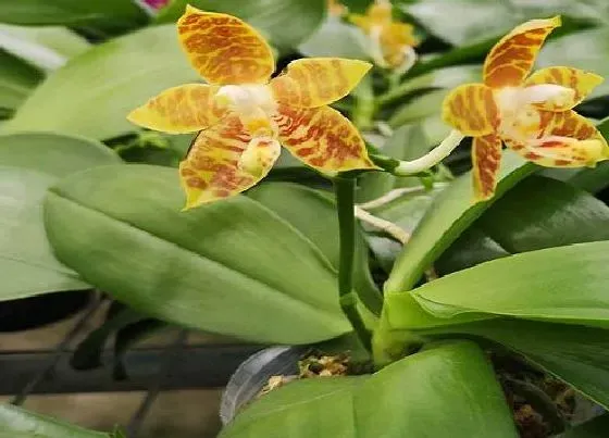 植物常识问题|蝴蝶兰花谢后什么时候剪花梗合适