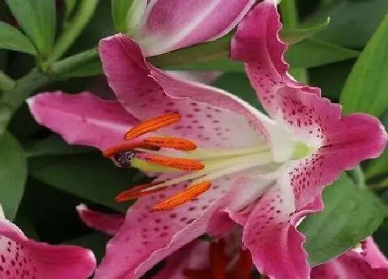 植物常识问题|水插百合花能活多久 水插百合鲜花叶子要不要拔掉