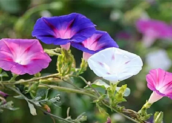 植物常识问题|牵牛花怎么种植方法