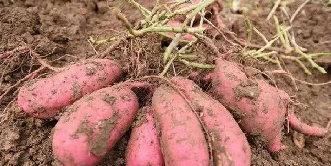 植物常识问题|怎样培育红薯苗及方法（红薯育苗需要多少天时间）