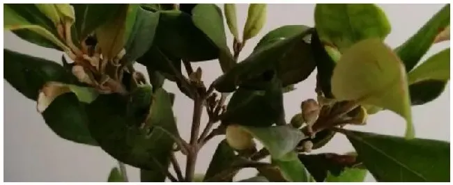 捻子怎么施肥 | 生活常识