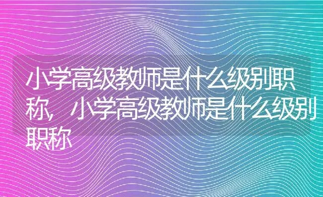 小学高级教师是什么级别职称,小学高级教师是什么级别职称 | 养殖常见问题