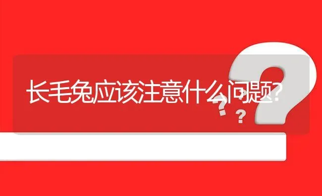 长毛兔应该注意什么问题? | 养殖问题解答