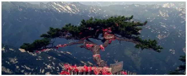 种植油松的注意事项 | 农业问题