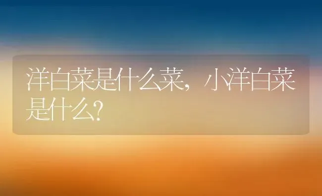 洋白菜是什么菜,小洋白菜是什么？ | 养殖常见问题