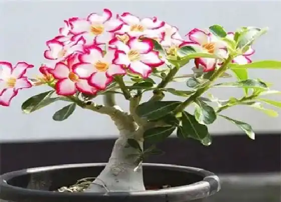 植物常识问题|沙漠玫瑰如何上盆开花不断