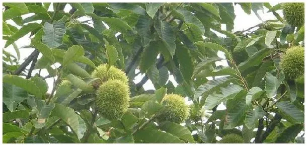 农作物粟的起源地 | 科普知识