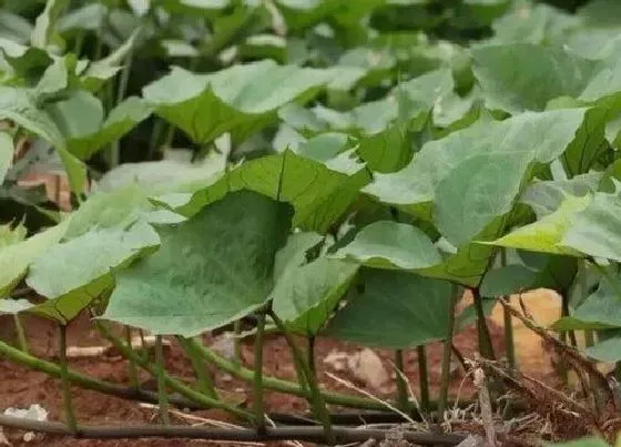 植物常识问题|怎样培育红薯苗及方法（红薯育苗需要多少天时间）