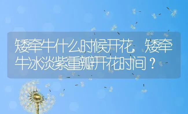 矮牵牛什么时候开花,矮牵牛冰淡紫重瓣开花时间？ | 养殖常见问题