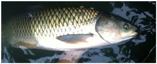 草鱼可以用生红薯钓吗 | 农业问题