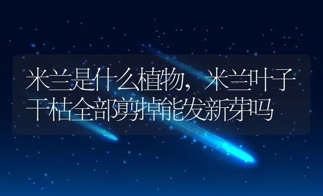牡丹花语是什么,牡丹花语是什么 | 养殖常见问题